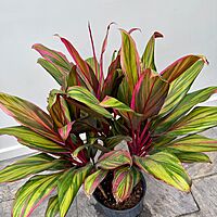 Cordyline fruiticosa 'Harlequin' (Cordyline 'Harlequin' - 10" Pot