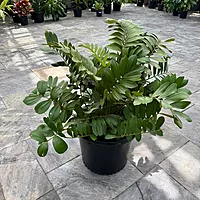 Cardboard Palm (Zamia furfaracea) - 18" Pot