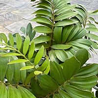 Cardboard Palm (Zamia furfaracea) - 18" Pot