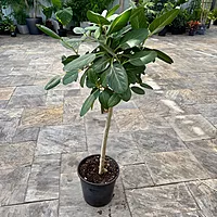 Ficus benghalensis 'Audrey' (Ficus Audrey) - 14" Pot Bush