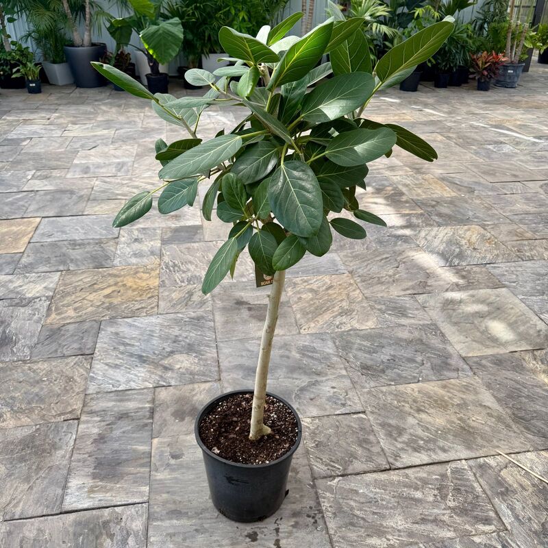 Ficus benghalensis 'Audrey' (Ficus Audrey) - 14" Pot Bush