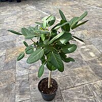 Ficus benghalensis 'Audrey' (Ficus Audrey) - 14" Pot Bush