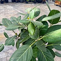Ficus benghalensis 'Audrey' (Ficus Audrey) - 14" Pot Bush