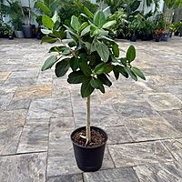 Ficus benghalensis 'Audrey' (Ficus Audrey) - 14" Pot Bush