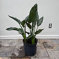 Bird of Paradise - White (Strelitzia nicolai) - 14" Pot