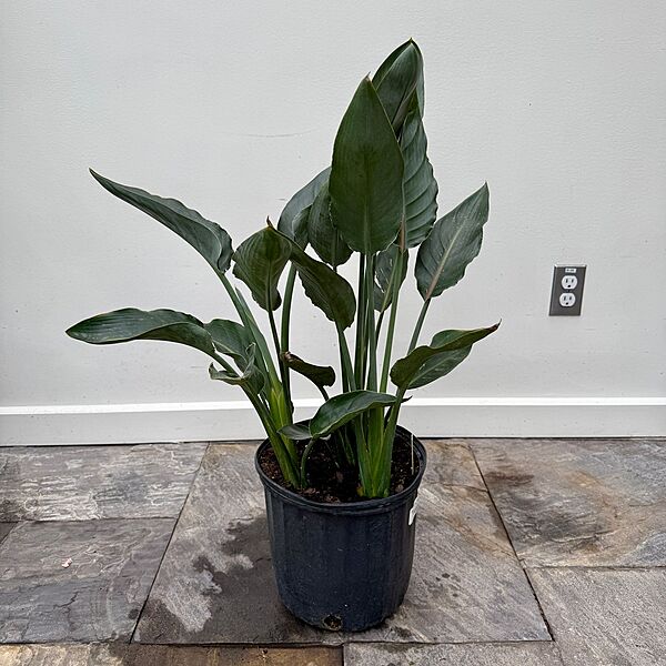 Bird of Paradise - White (Strelitzia nicolai) - 14" Pot