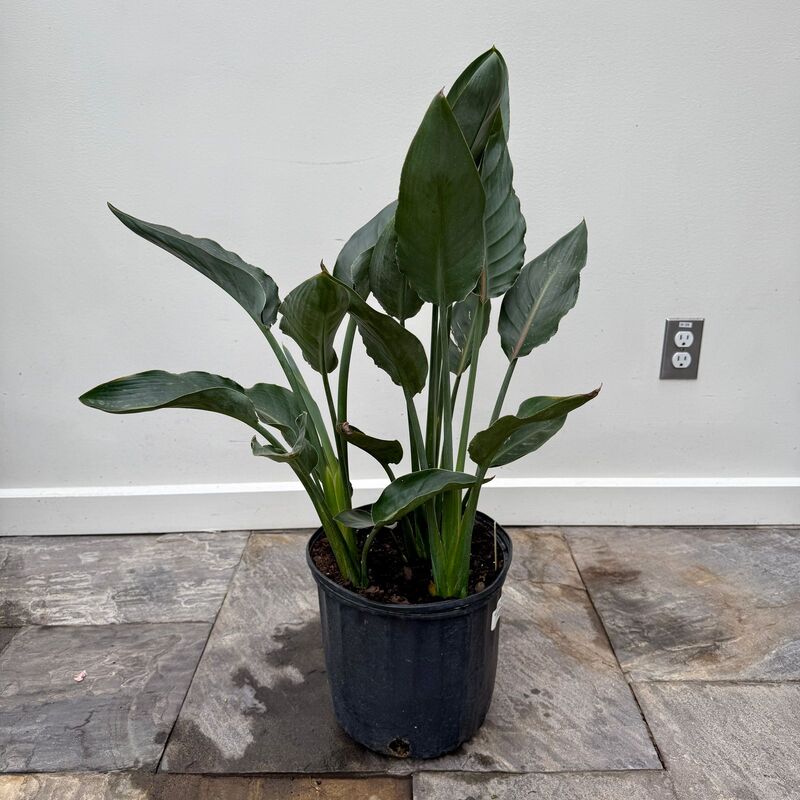 Bird of Paradise - White (Strelitzia nicolai) - 14" Pot