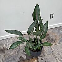 Bird of Paradise - White (Strelitzia nicolai) - 14" Pot