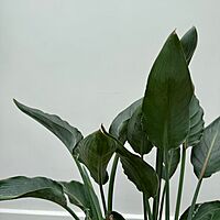 Bird of Paradise - White (Strelitzia nicolai) - 14" Pot