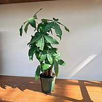 Braided Money Tree (Pachira aquatica) - 4" Pot