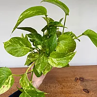 Golden Pothos (Epipremnum aureum) - 4" Pot
