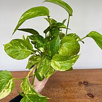 Golden Pothos (Epipremnum aureum) - 4" Pot