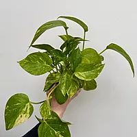 Golden Pothos (Epipremnum aureum) - 4" Pot
