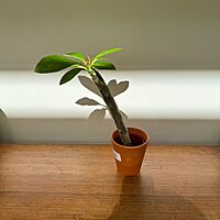 Plumeria - Assorted (Plumeria frangipani - Assorted) - 5" Pot