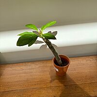 Plumeria - Assorted (Plumeria frangipani - Assorted) - 5" Pot