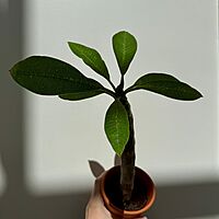 Plumeria - Assorted (Plumeria frangipani - Assorted) - 5" Pot