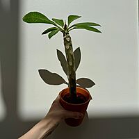 Plumeria - Assorted (Plumeria frangipani - Assorted) - 5" Pot