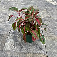 Aglaonema 'Red Emerald' (Chinese Evergreen 'Red Emerald') - 10" Pot