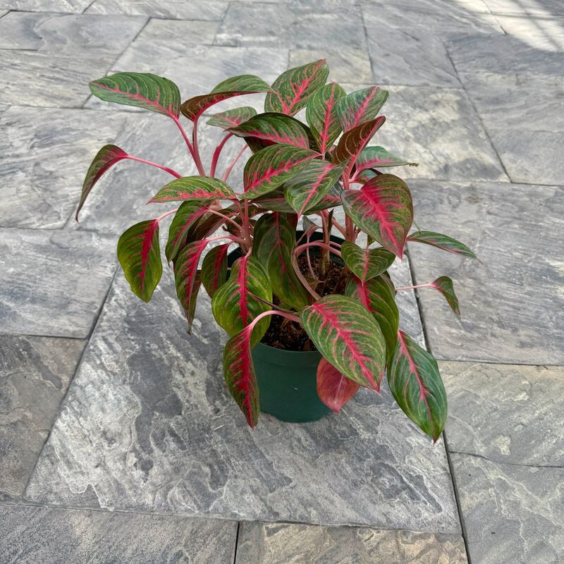 Aglaonema 'Red Emerald' (Chinese Evergreen 'Red Emerald') - 10" Pot
