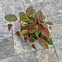 Aglaonema 'Red Emerald' (Chinese Evergreen 'Red Emerald') - 10" Pot