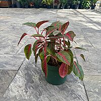 Aglaonema 'Red Emerald' (Chinese Evergreen 'Red Emerald') - 10" Pot