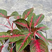 Aglaonema 'Red Emerald' (Chinese Evergreen 'Red Emerald') - 10" Pot