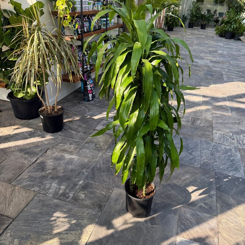 Dracaena fragrans 'JC Carmen' (Corn Plant 'JC Carmen') - 10" Pot