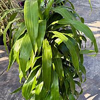Dracaena fragrans 'JC Carmen' (Corn Plant 'JC Carmen') - 10" Pot