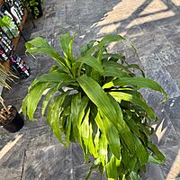 Dracaena fragrans 'JC Carmen' (Corn Plant 'JC Carmen') - 10" Pot