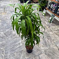 Dracaena fragrans 'Massangeana' (Corn Plant 'Massangeana') - 10" Pot ppp