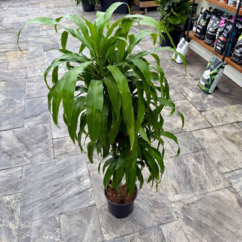 Dracaena fragrans 'Massangeana' (Corn Plant 'Massangeana') - 10" Pot ppp