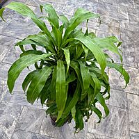 Dracaena fragrans 'Massangeana' (Corn Plant 'Massangeana') - 10" Pot ppp