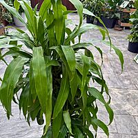 Dracaena fragrans 'Massangeana' (Corn Plant 'Massangeana') - 10" Pot ppp