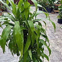 Dracaena fragrans 'Massangeana' (Corn Plant 'Massangeana') - 10" Pot ppp