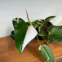 Philodendron 'White Knight' (Philodendron erubescens 'White Knight') - 6" Pot