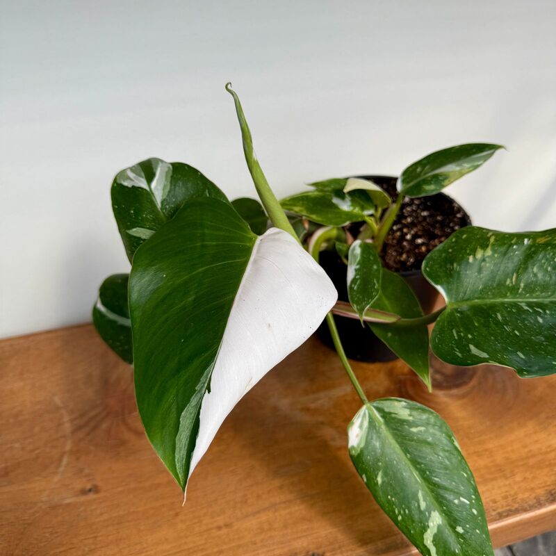 Philodendron 'White Knight' (Philodendron erubescens 'White Knight') - 6" Pot