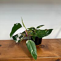 Philodendron 'White Knight' (Philodendron erubescens 'White Knight') - 6" Pot