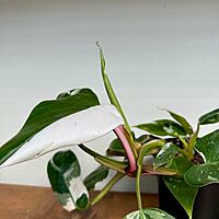 Philodendron 'White Knight' (Philodendron erubescens 'White Knight') - 6" Pot