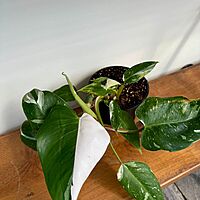 Philodendron 'White Knight' (Philodendron erubescens 'White Knight') - 6" Pot