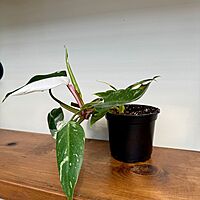 Philodendron 'White Knight' (Philodendron erubescens 'White Knight') - 6" Pot