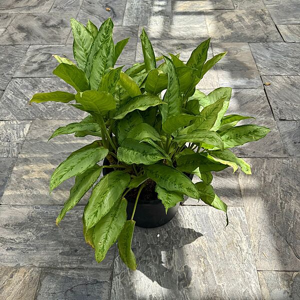 Aglaonema 'Cecilia' (Chinese Evergreen 'Cecilia') - 14" Pot