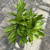Aglaonema 'Cecilia' (Chinese Evergreen 'Cecilia') - 14" Pot