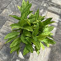 Aglaonema 'Cecilia' (Chinese Evergreen 'Cecilia') - 14" Pot