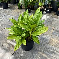Aglaonema 'Cecilia' (Chinese Evergreen 'Cecilia') - 14" Pot