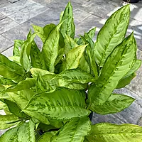 Aglaonema 'Cecilia' (Chinese Evergreen 'Cecilia') - 14" Pot