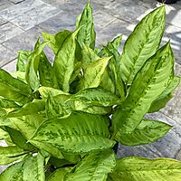 Aglaonema 'Cecilia' (Chinese Evergreen 'Cecilia') - 14" Pot