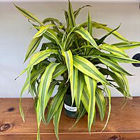 Dracaena deremensis 'Lemon Lime' (Dragon Tree 'Lemon Lime') - 6" Pot
