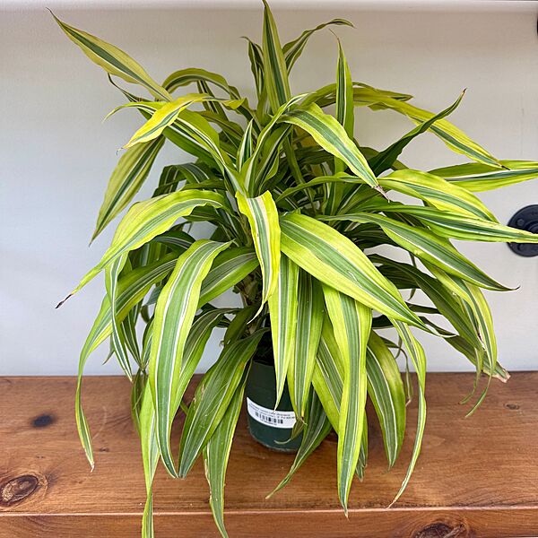 Dracaena deremensis 'Lemon Lime' (Dragon Tree 'Lemon Lime') - 6" Pot
