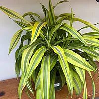 Dracaena deremensis 'Lemon Lime' (Dragon Tree 'Lemon Lime') - 6" Pot