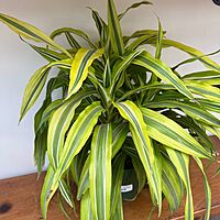 Dracaena deremensis 'Lemon Lime' (Dragon Tree 'Lemon Lime') - 6" Pot
